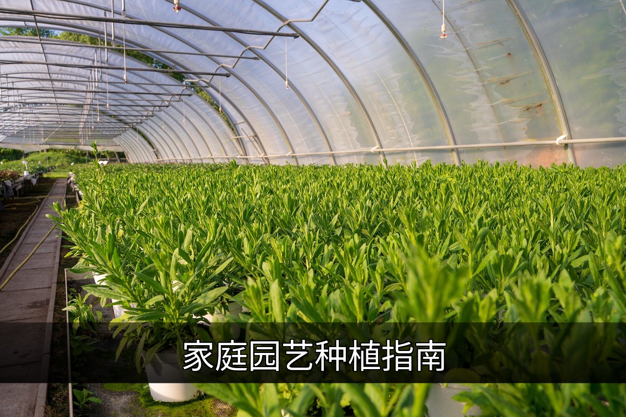家庭园艺新手入门指南：轻松打造绿色家居的缩略图