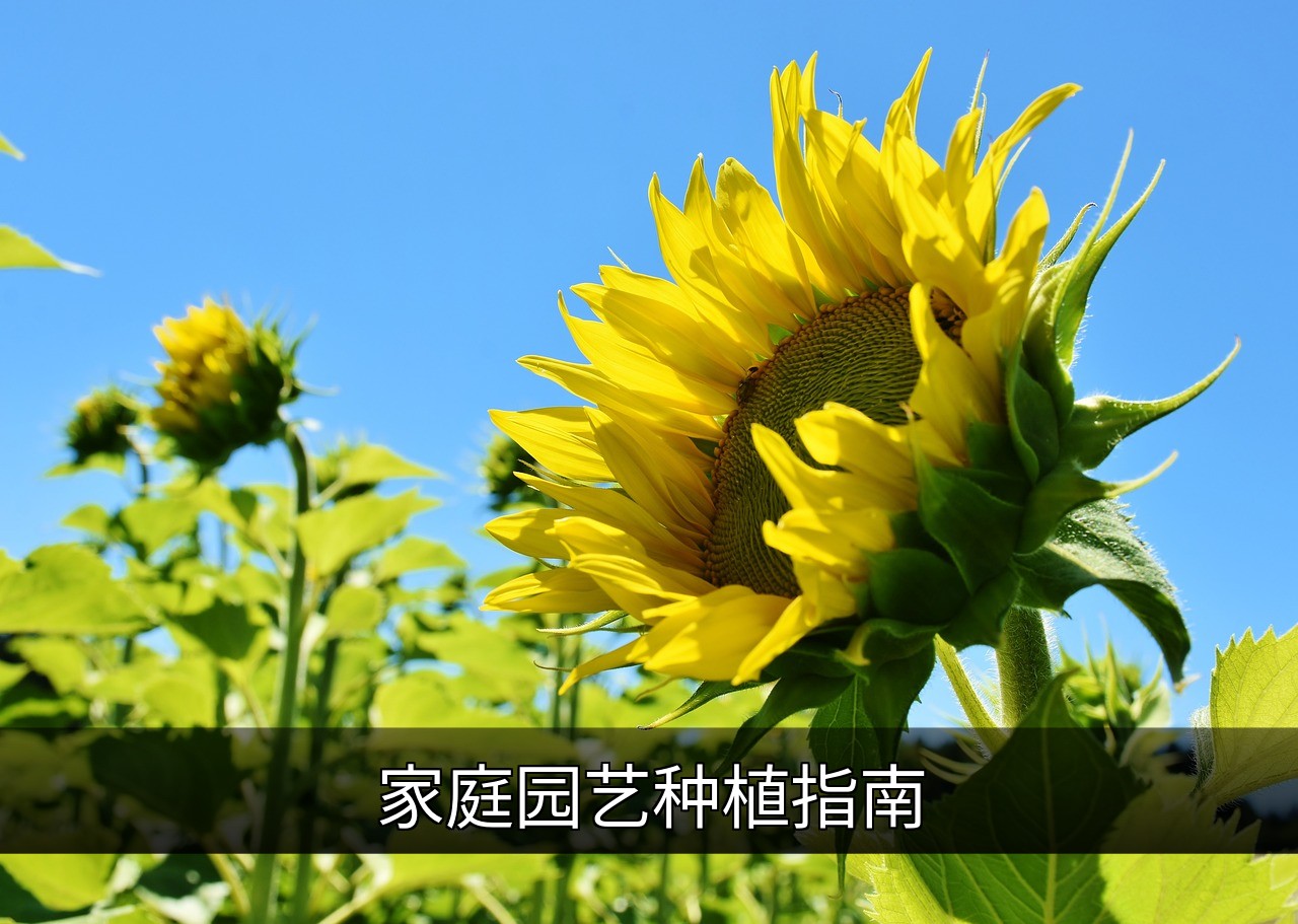 家庭园艺种植指南